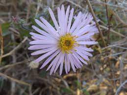 Late Purple Aster Wild Flowers Plants Florida