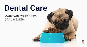 It is our mission as the petcare team to provide the best care for your pets. Welcome To Montecito Veterinary Center Gp Veterinarians