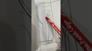 Sekiranya sebatang gigi dibuat keratan rentas, struktur gigi dari luar ke dalam ialah: Pdpr Sains Tahun 3 Keratan Rentas Gigi Manusia Youtube