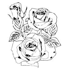 If you're not sure what kind of roses to send your special someone check out these rose color meanings for every type of bouquet. Top 25 Free Printable Beautiful Rose Coloring Pages For Kids