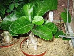 Image result for Fockea multiflora