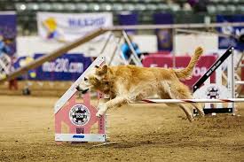 Golden retriever puppies austin akc. Golden Retriever Dog Breed Information