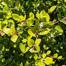 Image result for Carissa spinarum