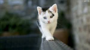 We have a massive amount of desktop and mobile backgrounds. Cute White Cat Wallpapers For Desktop Wallpaper Cave