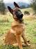 Jual Anjing Belgian Malinois