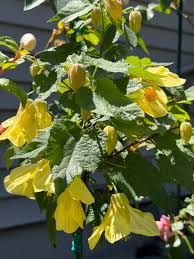 Image result for Abutilon sonneratianum