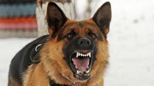 Anjing mengacu pada kesetiaan, perlindungan, intuisi, penciuman, dan loyalitas. Arti Mimpi Digigit Anjing Awas Tanda Dikhianati