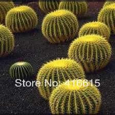 To germinate cactus seeds, sow the seeds thinly on the surface of the cacti compost answer: Buy Echinocactus Grusonii Golden Barrel Cactus Mother In Laws Cushion 50 Seeds Plus Mysterious Gifts In Cheap Price On Alibaba Com