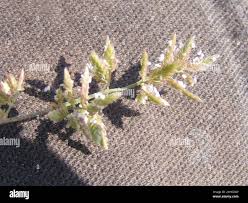 Image result for Eragrostis nindensis