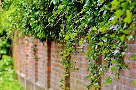 Climbers and wall shrubs for sun. Fastest Growing Climbing Plants Direct Plants