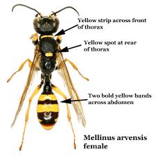 Beginners Bees Wasps Mellinus Arvensis Field Digger