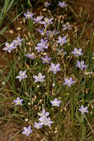 Image result for Wahlenbergia androsacea