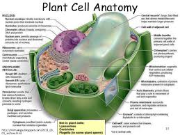 They are also found in cilia and flagella. Cell Structure And Function Part 01