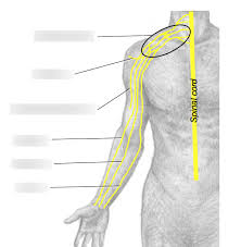 These layers of back muscles help to mobilize and stabilize your trunk during your day to day activities. Anatomy Lab 8 Right Upper Limb Nerves Diagram Quizlet