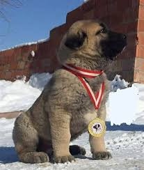 Kangal Yavrusu Fiyatlari 2021