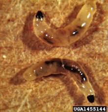 E.tre456_worm is a fake warning that might show up at any time when browsing the internet. Pest Control Viette S Views Page 4