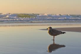 Alle nachrichten und informationen der f.a.z. Insel Sylt Im Norddeutschen Wattenmeer Travel And Pictures
