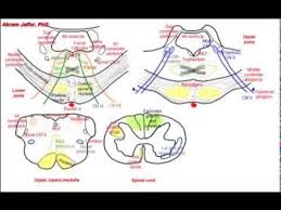 Image result for Pons