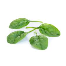 Image result for Sacciolepis rigens