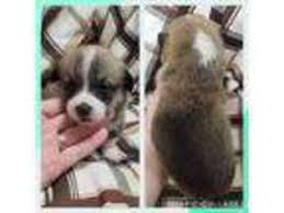 Maybe you would like to learn more about one of these? Puppyfinder Com Pembroke Welsh Corgi Puppies Puppies For Sale Near Me In Jefferson City Tennessee Usa Page 1 Displays 10