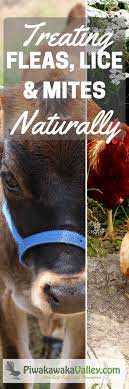 Pin On I Love Sheep And Chickens
