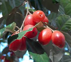 Image result for Curculigo latifolia