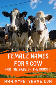 Black And White Cow Name Female Names For A Cow Cute Pet Names Cute Names Cute Baby Cow