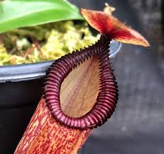 Nepenthes the tropical pitcher plants have very showy traps on the leaf tendrils. Nepenthes Ventricosa X Hamata Be 3899 Bergen Water Gardens Lotus Paradise