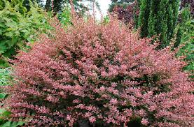 Image result for Berberis