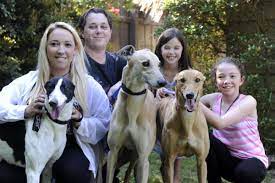 Greyhounds are becoming increasingly popular as family pets.(source: Race Dog Rescue Cranbourne Star News