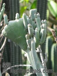 Image result for Limosella capensis
