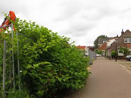 Op vruchtbare standplaatsen kunnen de stengels tot 2,5 meter hoog worden. Japanse Duizendknoop Teistert Nieuw West Sloten Oud Osdorp