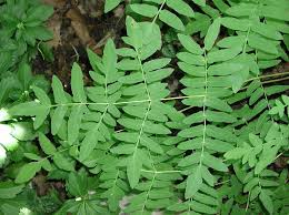 Image result for Osmundaceae