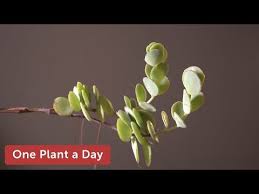 Kalanchoe Marnieriana Houseplant Care 262 Of 365 Youtube In 2020 House Plant Care Home Vegetable Garden Vegetable Garden Design