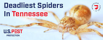 Meet The Deadliest Spiders In Tennessee U S Pest Protection