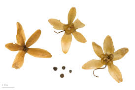 Image result for Merremia aegyptia