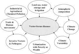 Vectors are mosquitoes, ticks, and fleas that spread pathogens. Global Change And Human Vulnerability To Vector Borne Diseases Clinical Microbiology Reviews