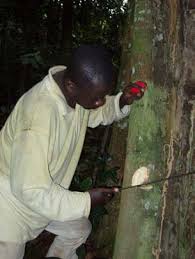 Image result for Dactyladenia gilletii