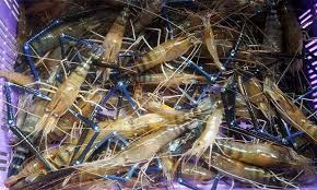 Mancing udang galah sungai perak memancing udang galah di pekan memancing udang galah sungai pahang kolam memancing udang galah prawn kolam pancing udang galah port dickson. 10 Umpan Terbaik Memancing Udang Galah Umpan