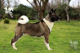 Satilik Egitimli Amerikan Akita Club K9 Kopek Ciftligi Ve Binicilik Merkezi Kopek Akita Binicilik
