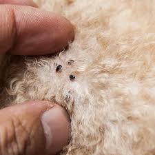 Fleas can transmit bacteria and parasites to humans, but there are a number of ways of getting rid of them. How To Get Rid Of Fleas Updated For 2020