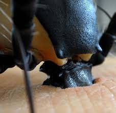 Myhomebook erklärt, wie sie sich am besten vor den insekten schützen. Gefahrliche Blutsauger Extrem Zahe Zecken Sind Nicht Totzukriegen Welt