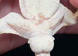 Resep sayur genjer pedas gurih bikin nagih. Sexing Geckos How To Pangea Reptile