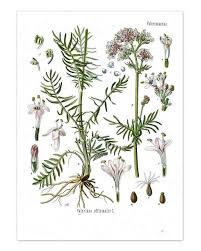 Echter Baldrian Valeriana Officinalis L Ich Geniesse Immunitat