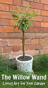 Plant them directly into borders or grow them in a large patio container. Introducing The Willow Wand Living Art For Your Garden Craft Invaders