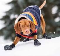 Elasto-fit® Dog Boots