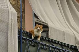 pin na doske cat dog