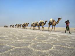 What does the word albion, the poetic name of great britain, mean? Camel Caravan Plods Across Salt Flats In Ethiopia S Danakil Depression