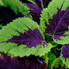 Image result for Coleus guerkei