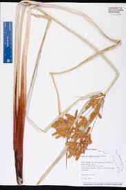Image result for Cyperus alopecuroides
